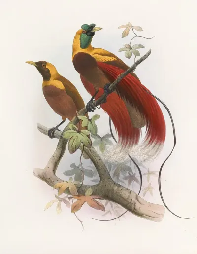 Paradisea Sanguinea