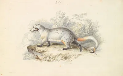 Paradoxurus Dubius