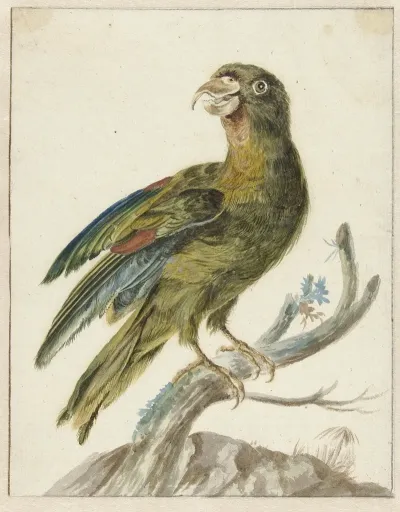 Parakeet