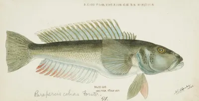 Parapercis Colias