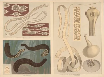 Parasites Trichinella Spiralis Leeches Hirudo Medicinalis Tapeworm Taenia Solium