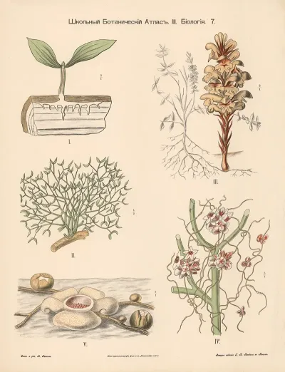 Parasitic Plants