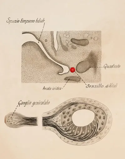 Paratympanic Organ Geniculate Ganglion