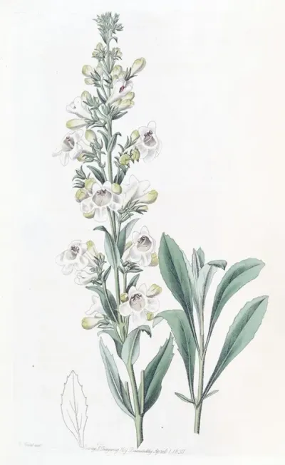 Parched Pentstemon