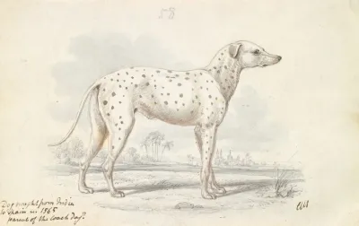 Parent Of The Modern Coach Dog Turnspit Dog