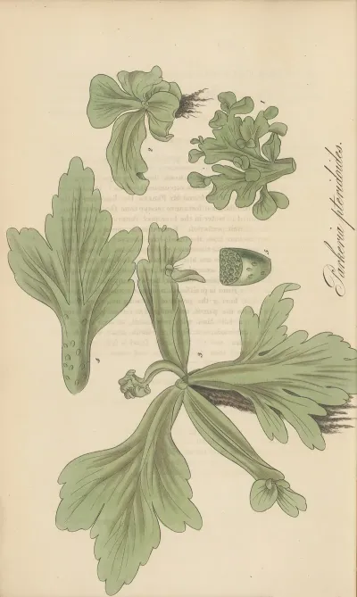 Parkeria Pteridoides