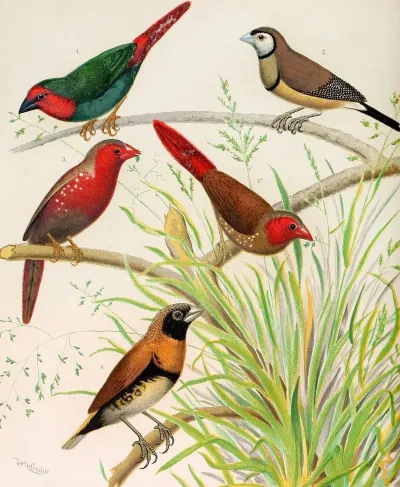 Parrot Finch Bichenos Finch Australian Crimson Finch Chestnut Breasted Finch