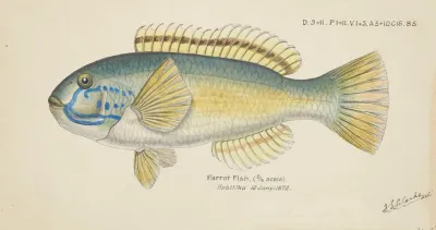 Parrot Fish 2