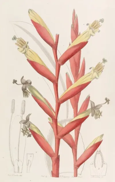 Parrot Flowered Vriesia