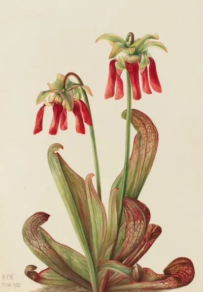 Parrot Pitcherplant Sarracenia Psittacina 2