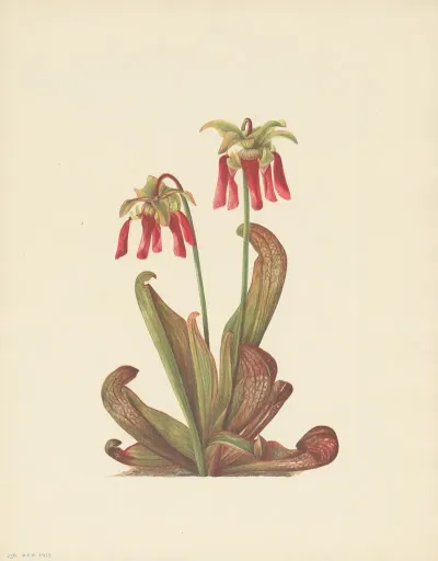 Parrot Pitcherplant Sarracenia Psittacina 3