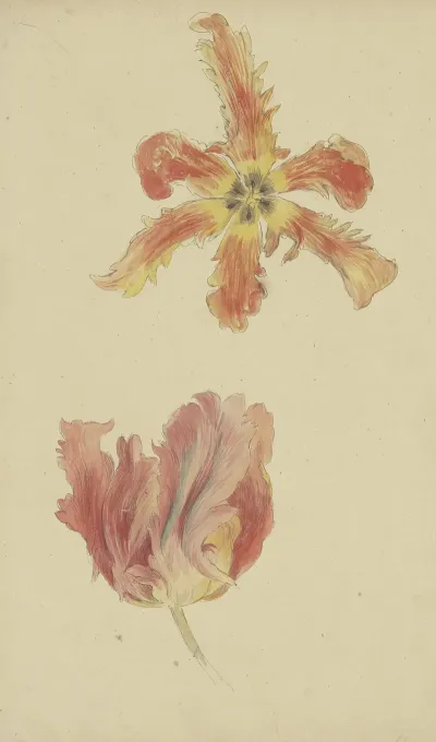 Parrot Tulips 2