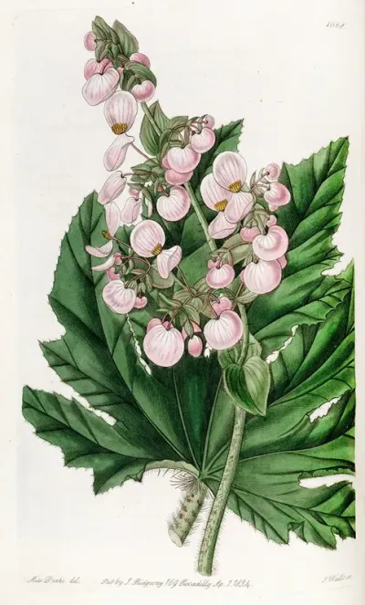 Parsnip Leaved Begonia