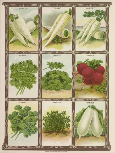 Parsnip Parsley Radish