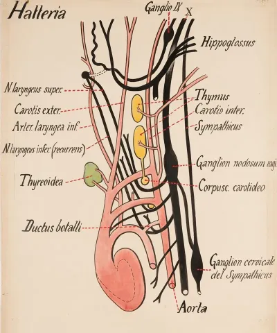 Partial Circulatory System Diagram And Related Innervation Of The Tuatara Sphenodon Punctatus