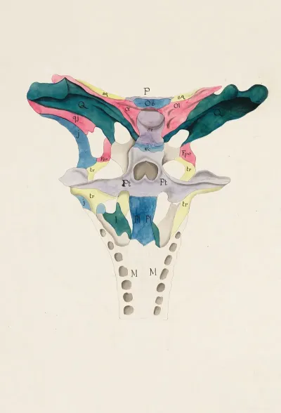 Partial Skull Ventral View Of A Loricate Archosauria Crocodylia