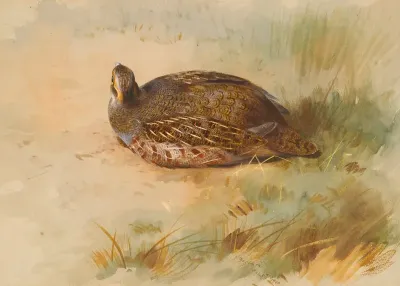 Partridge 2