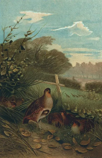 Partridge 3