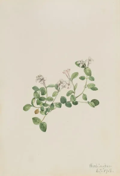 Partridgeberry Mitchella Repena