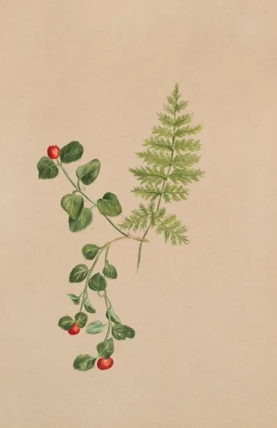 Partridgeberry Mitchella Repens 2