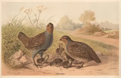 Partridges Perdix Cinerea 2