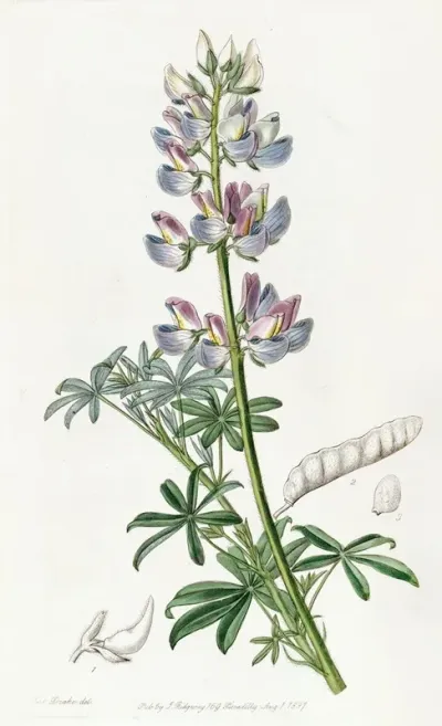 Party Coloured Lupine