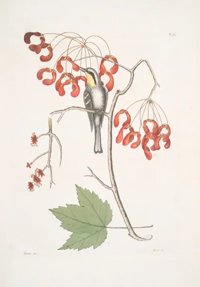 Parus Americanus Gutture Luteo The Yellow Throated Creeper Acer Virginianum Folio Majore The Red Flowering Maple