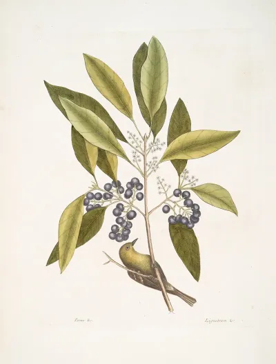 Parus Americanus Lutescens The Pine Creeper Ligustrum Lauri Folio The Puple Berried Bay