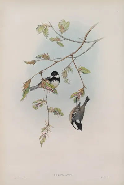 Parus Ater Coal Tit