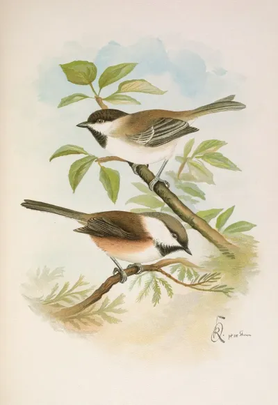 Parus Cinctus Parus Lugubris