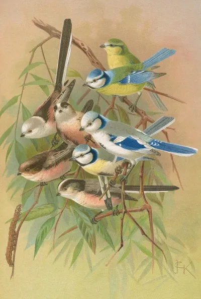Parus Coeruleus Aegithalus Caudatus Caudatus Vagans Caudatus Irbyi Parus Cyanus Pall