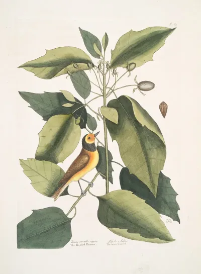Parus Cucullo Nigro The Hooded Titmous Tupelo Arbor The Water Tupelo