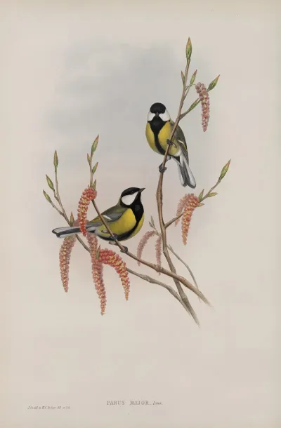 Parus Major Great Tit