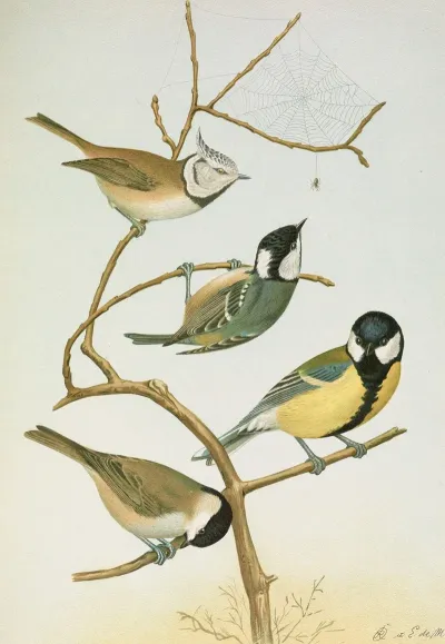 Parus Mitratus Parus Ater Parus Major Parus Subpalustris Brm