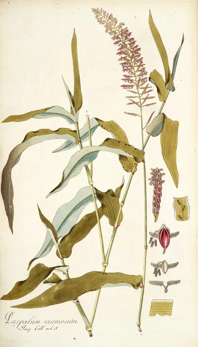 Paspalum Racemosum