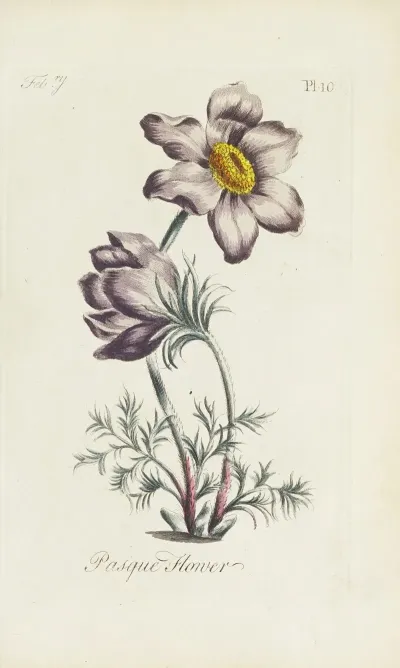 Pasque Flower