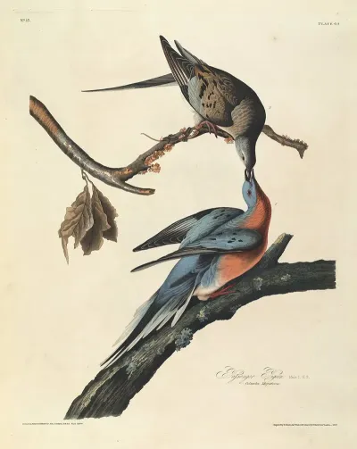Passenger Pigeon 2
