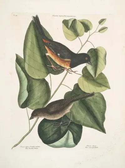 Passer Niger Occulis Rubris The Towhe Bird Passer Fusca The Cow Pen Bird