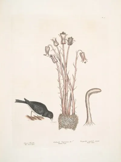 Passer Nivaluis The Snow Bird Orobanche Virginiana Fungoides Capitulo Intorto Toad Stool