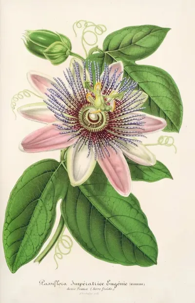 Passiflora Imperatrice Eugenie Hybride