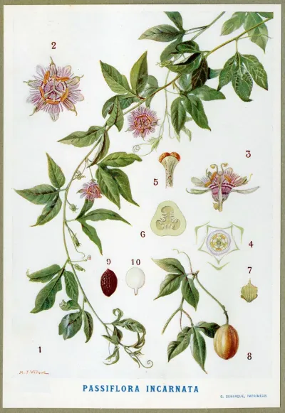 Passiflora Incarnata 2