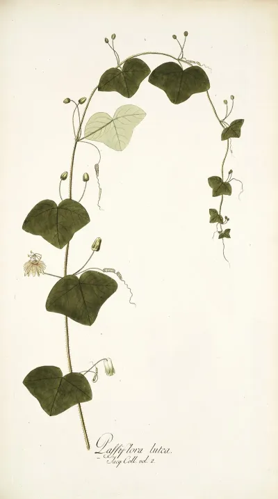 Passiflora Lutea