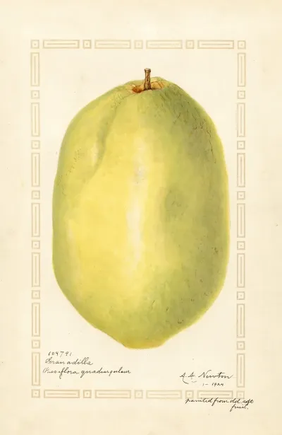 Passiflora Quadrangularis 2