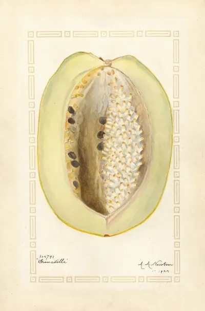 Passiflora Quadrangularis