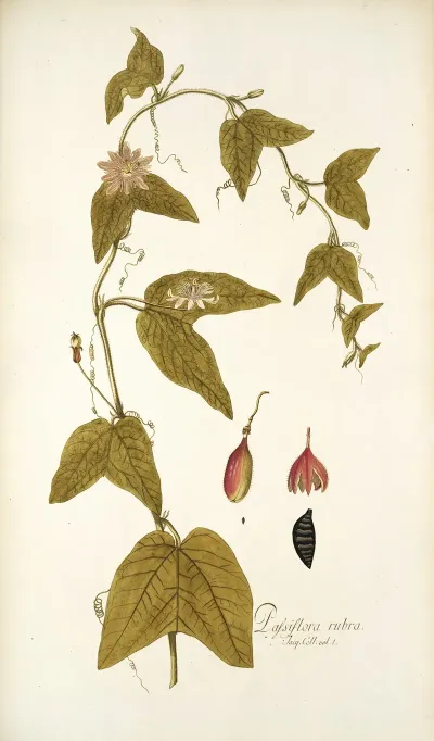 Passiflora Rubra