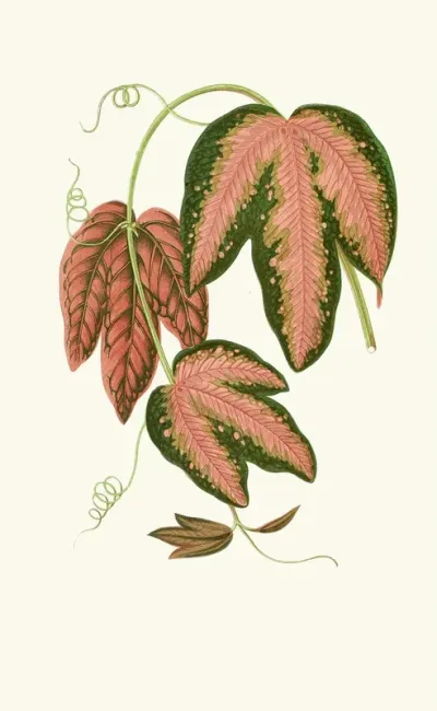 Passiflora Trifasciata