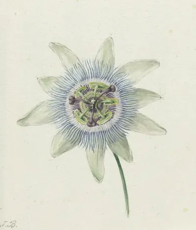Passion Flower 2
