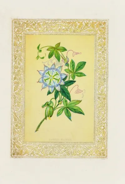 Passion Flower 3