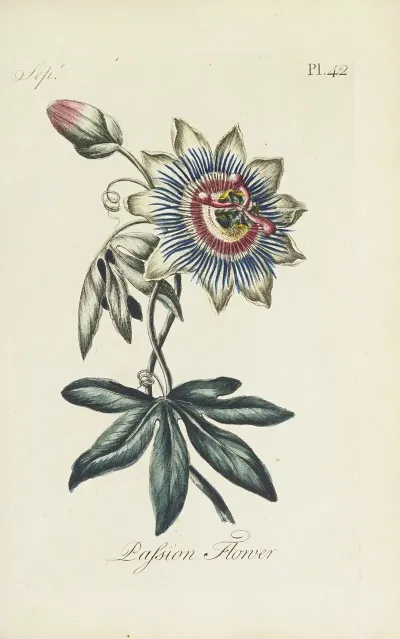 Passion Flower 4