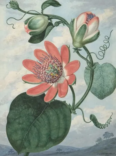 Passion Flower